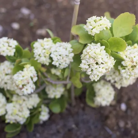 Tn - (adults Only) ヴィラ *